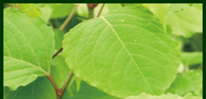 植物触媒WEB資料